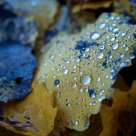 Autumn Blues